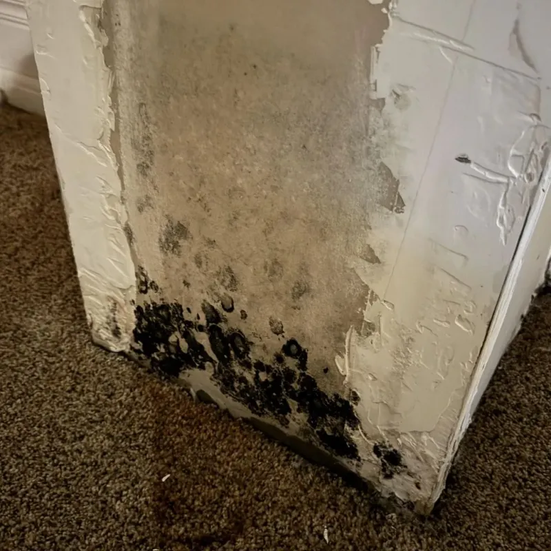 Professional Mold Removal in Bellville, OH
